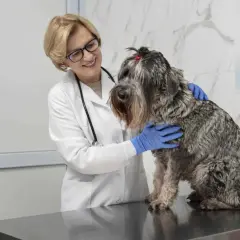 Weterynarz w białym fartuchu i niebieskich rękawiczkach delikatnie głaszcze dużą, kudłatą sukę. Przygotowania do sterylizacji suki przebiegają spokojnie.