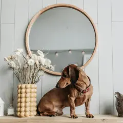 Uroczy mini jamnik siedzi na półce obok wazonu z suszonymi kwiatami i ceramicznego misia.
