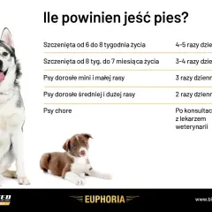 Tabela: ile powinien jeść szczeniak i dorosły pies. Podano zalecenia dla szczeniąt w różnym wieku, psów małych, średnich i dużych ras, a także chorych.