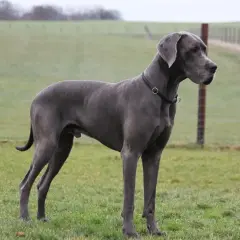 Szary dog niemiecki, imponująca waga i sylwetka, stoi na zielonej łące.