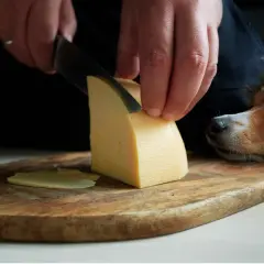 Czy pies może jeść ser camembert? Ryzyka zdrowotne i alternatywy