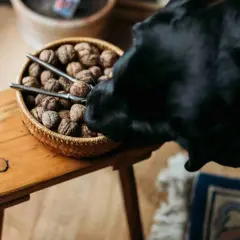 Czarny piesek ciekawie wącha koszyk orzechów włoskich. Czy pies może jeść orzechy włoskie? Lepiej nie ryzykować.