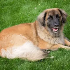 Leonberger o łagodnym usposobieniu leży na trawie, zadowolony i zrelaksowany.