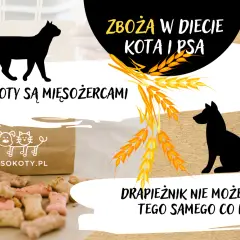 Czy pies może jeść zboże? Dowiedz się, co jest bezpieczne dla psa