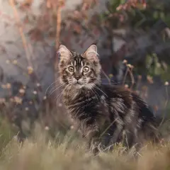 Młody kot rasy Maine Coon, ciekawski i piękny, siedzi w trawie. Ile żyje maine coon? Długo, jeśli jest kochany!
