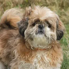 Uroczy piesek rasy Shih Tzu, jedna z wielu odmian tej rasy, z puszystą sierścią w odcieniach brązu i bieli, na tle zielonej trawy.