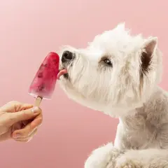 Czy pies może jeść lody śmietankowe? Sprawdź, co może mu zaszkodzić