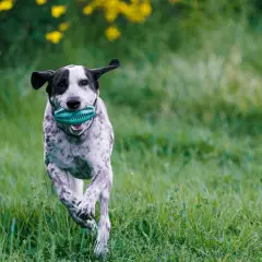 Jak działa tabletka na kleszcze i jak skutecznie chroni Twojego psa