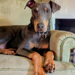 Elegancki doberman niebieski z rudymi znaczeniami leży na kanapie, wpatrując się w obiektyw.