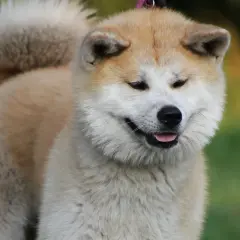 Uroczy akita inu z charakterystycznym uśmiechem, z językiem na wierzchu. Jego futro jest gęste i puszyste, a ogon zakręcony nad grzbietem.