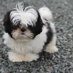Szczenię Shih Tzu w czarno-białe łaty, stojące na żwirze.