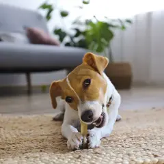 Uroczy piesek Jack Russell Terrier gryzie przysmak, pokazując swoje zęby. Ciekawe, ile pies ma zębów, gdy tak się bawi!