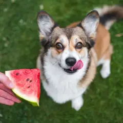 Corgi z językiem na wierzchu patrzy na kawałek arbuza, zastanawiając się, czy pies może jeść arbuza.