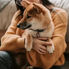 Dziewczyna tuli swojego psa rasy Shiba Inu. Zastanawiasz się, czy pies może jeść ryż? Ten uroczy piesek na pewno by go zjadł!
