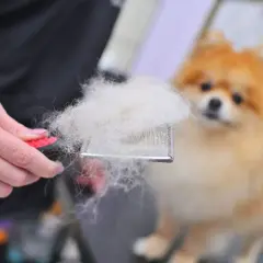 Szczotka pełna białego podszerstka, obok rozmyty pomeranian.