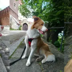 Jaka obroża dla border collie? Wybierz idealną dla swojego psa