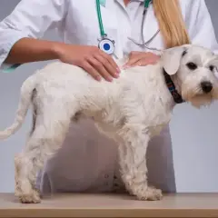 Weterynarz bada białego psa. Rozważana jest kastracja chemiczna jako alternatywa dla tradycyjnej.