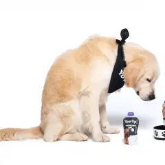 Złoty retriever w bandanie z napisem "YowUp!" zastanawia się, czy pies może jeść jogurt naturalny. Obok leży opakowanie jogurtu i miska.