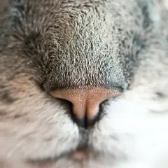 Zbliżenie na mokry nosek kota, który jest jednym z objawów choroby, takiej jak nosówka u kota.
