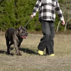 Mocny cane corso z człowiekiem na spacerze po łące.