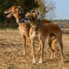 Dwa charty perskie, czyli ogary, stoją na słomianym polu.