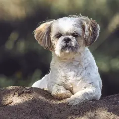 Słodki piesek Shih Tzu leży na ziemi. Zastanawiasz się, czy pies może jeść kapustę kiszoną?
