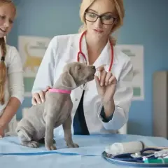 Dziewczynka i weterynarz podają psu smakołyk. Czy do weterynarza trzeba się umawiać? Tak, wizyta jest konieczna.