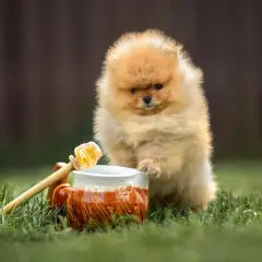 Pomeranian szczeniak ciekawie patrzy na miód. Czy pies może jeść miód? To pytanie nurtuje wielu właścicieli czworonogów.