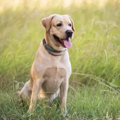 Uśmiechnięty labrador w trawie. Szukasz informacji o labrador cena?