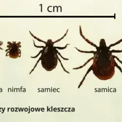 Jakiej wielkości jest kleszcz? Poznaj zaskakujące rozmiary tych pajęczaków