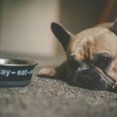 Smutny buldog francuski leży obok miski z napisem "love-play-eat". Może potrzebuje smecta dla psa, by poczuć się lepiej.