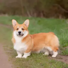 Uroczy corgi miniaturka z rudym futerkiem stoi na ścieżce wśród zielonej trawy.