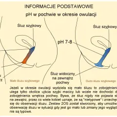 Ilustracja pokazuje zmiany pH pochwy podczas owulacji. W okresie **ruja** (owulacji) śluz szyjkowy zmienia konsystencję i pH, co jest kluczowe dla płodności.