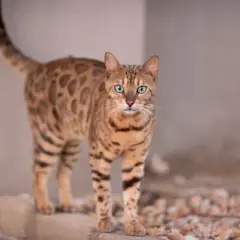 Piękny kot bengalski o zielonych oczach i cętkowanym futrze. Zastanawiasz się, ile kosztuje kot bengalski?
