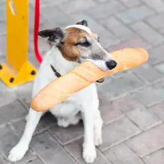 Piesek z bagietką w pysku. Czy pies może jeść chleb? Ten łakomczuch chyba tak!