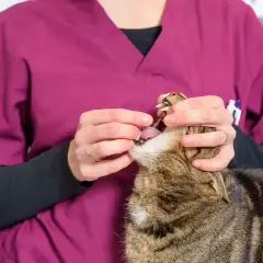 Weterynarz podaje kotu tabletkę. Dowiedz się, ile trwa odrobaczanie kota i jak dbać o jego zdrowie.
