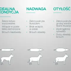 Jak odchudzić psa? Porównanie idealnej kondycji, nadwagi i otyłości u psów.