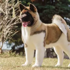 Piękny akita amerykańska, szukający domu. Sprawdź akita amerykańska cena i znajdź swojego idealnego towarzysza.