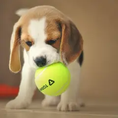Uroczy beagle miniaturka z piłeczką tenisową w pyszczku.