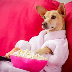 Pies w szlafroku z pilotem i miską popcornu zastanawia się, czy pies może jeść popcorn.