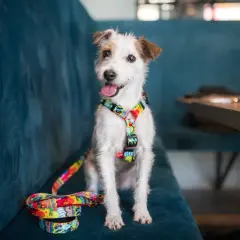 Szelki czy obroża dla Jack Russell Terriera - co zapewnia lepsze bezpieczeństwo?