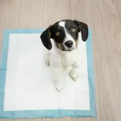 Słodki piesek na macie treningowej. Uczymy się, jak nauczyc psa sikac na mate, by był czysty i szczęśliwy.