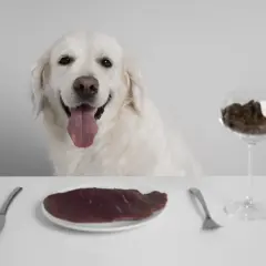 Uśmiechnięty golden retriever czeka na posiłek. Na stole talerz z surowym mięsem i kieliszek z karmą, symbolizujące wybór między dietą barf dla psa a tradycyjnym żywieniem.