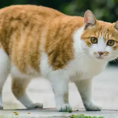 Rudy kot z białymi łatami, który wygląda, jakby potrzebował rady, jak odchudzić kota.