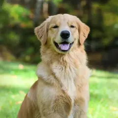 Uśmiechnięty pies angielski, złocisty retriever, siedzi na trawie w parku.