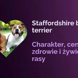 Dwa psy rasy Staffordshire bull terrier, jeden brązowy, drugi biało-brązowy, siedzą na trawie.