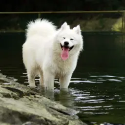 Uśmiechnięty samoyed wchodzi do wody, jego białe futro lśni. Waga tego psa jest imponująca, ale jego radość jest jeszcze większa.