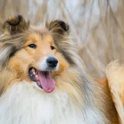 Piękny, długowłosy pies rasy Collie, jeden z tych spokojnych psów średniej wielkości, z językiem na wierzchu, wygląda na zadowolonego.