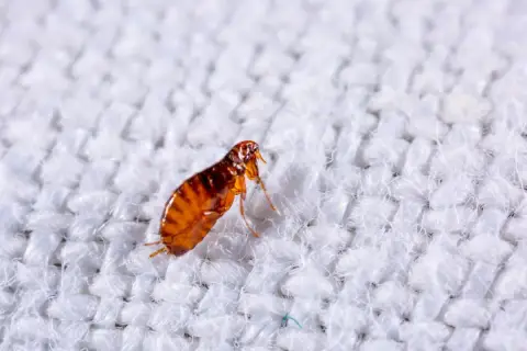 Makro zbliżenie na pchłę, która ma brązowy, spłaszczony odwłok i widoczne odnóża. Oto jak wygląda pchła na białej tkaninie.