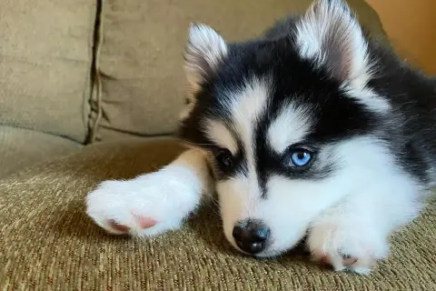 Uroczy husky miniaturka z niebieskimi oczami leży na kanapie, opierając łepek na łapce.